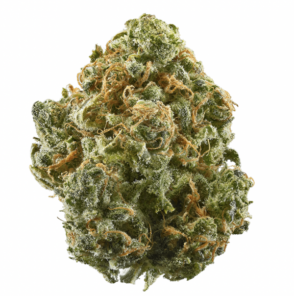 Guava ( sativa )